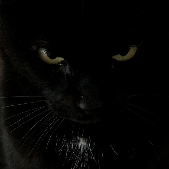 Meet your Posher, Posh - Picture 4 of 16